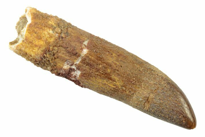 Fossil Sauropod Dinosaur (Titanosaur?) Tooth - Morocco #238733